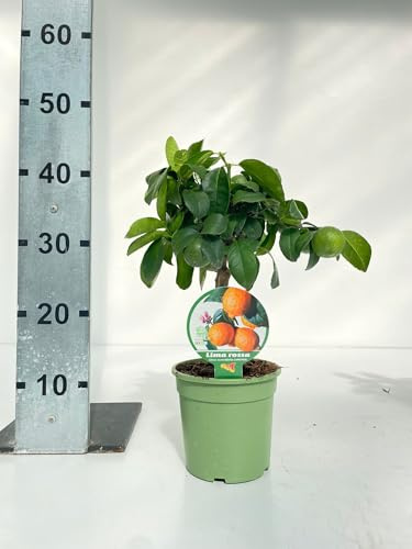 Lima Rossa Mini Albero in Vaso di Plastica Riciclabile, Ø 15 cm, Colore Cotto 40 cm di altezza - pianta viva -Giambo' Piante