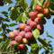Benoon Semillas De Nectarina, 5 Piezas/Bolsa Semillas De Nectarina Productivas No Transgénicas Plántulas De árboles Frutales Bien Adaptadas Para Paisajismo Semilla