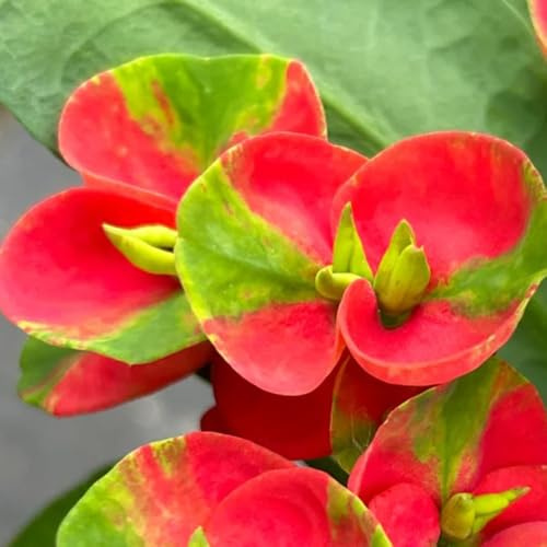 Semi di spina di Cristo, appartamento arbusti resistenti, ornamentali, decorazioni perenni, arbusti decorativi giardino roccioso 250pcs