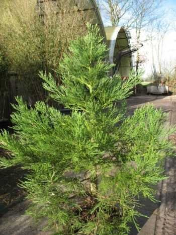 immergrüner Mammutbaum Sequoiadendron giganteum 40-50 cm hoch im 7,5 Liter Pflanzcontainer