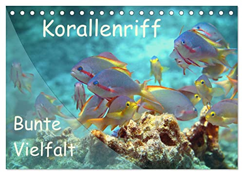 Bunte Vielfalt im Korallenriff (Tischkalender 2026 DIN A5 quer), CALVENDO Monatskalender: Farbexplosion im Korallenmeer! (CALVENDO Natur)