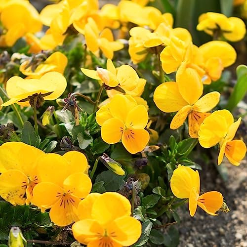 stiefmütterchen blumenwiese herbstaussaat mehrjährig bodendecker winterhart mehrjährig dachbegrünung sommerblumen büropflanzen topfpflanzen echt balkongewächshäuser exotische 60samen