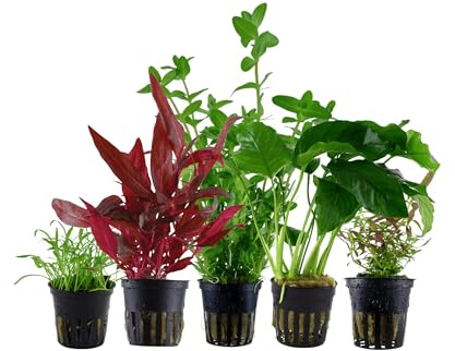Garnelio Aquarium Pflanzen - 5X Wasserpflanzen - Aquarienpflanzen für Anfänger - Bacopa Anubias Lilaeopsis Alternanthera Limnophila - Set mit 5 Aquariumpflanzen