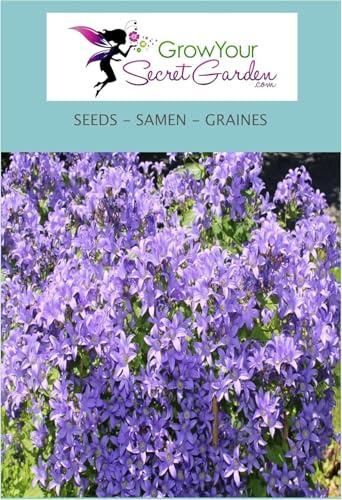 Campanula lactiflora Blue - Campanule laiteuse - blau, vivace