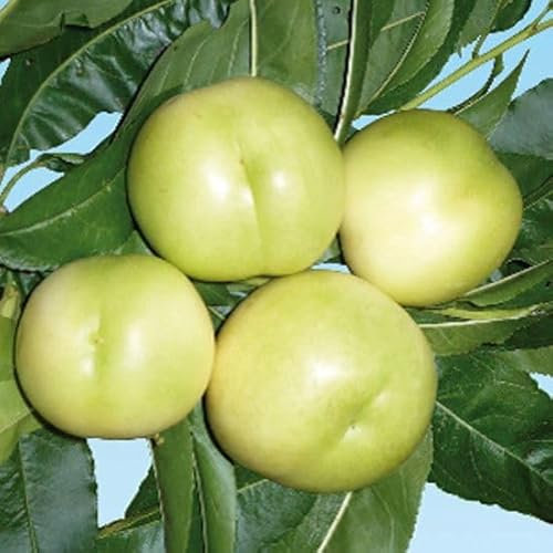 Pianta di PESCO NOCE BIANCO (SBERGIO BIANCO) polpa succosa, profumata