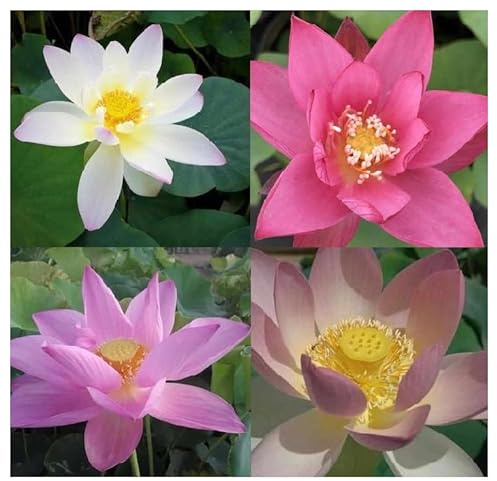 10+3 Samen vom echten asiatischen Lotus Lotos Nelumbonaceae Zufallmix Lotusblume