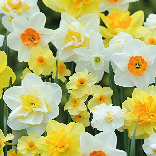 Daffodil Hardy Spring Bulb Collection with Classic Bright Yellow and White Flowers, Spring Garden Plant, Low Maintenance and Easy to Grow, 10 x Daffodil T&M Mix Bulbs