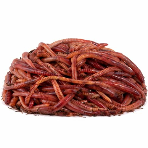 MiKoWa Kompostwürmer Eisenia Mix (1000, 2000, 6000 oder 8000 Stück) – 3 Arten für Wurmkiste, Komposter und Garten – Eisenia fetida, Andrei & hortensis (Dendrobena) – mit Wurmhumus Substrat