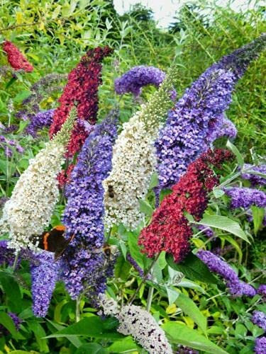 Albero delle Farfalle, Buddleja Davidii Tricolor, Buddleia Pianta in Vaso ø18 cm, Pianta Vera Vivaio di Castelletto