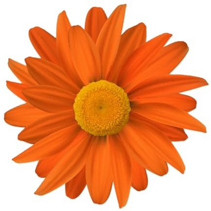 Kleberio Orange Gerbera Aufkleber – wetterfest, UV–beständig, konturgeschnitten – 10 x 10 cm