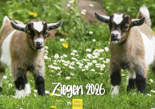 Edition Seidel Calendrier mural 2026 de qualité supérieure - Format DIN A3 - Calendrier mural - Calendrier animal domestique - Chèvre - Tie - Bock - Prairies - Montagnes - Heide - Ferme