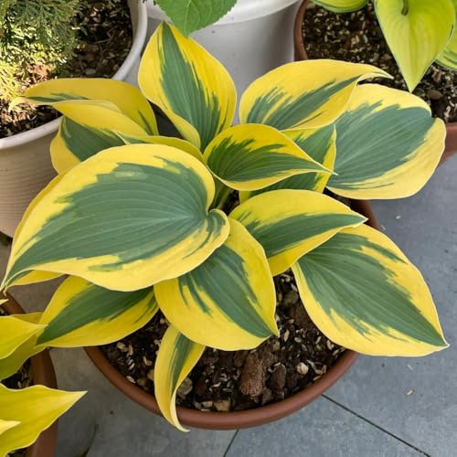 Semi di Hosta - da balcone Hosta plantaginea - acquistare hosta decorazione da giardino per esterni rare da giardino 250pcs