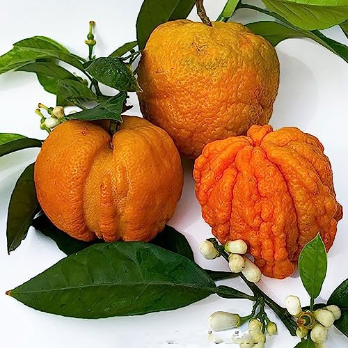 SAVINI VIVAI Planta de naranjo Bizzarria, cítrico de naranjo amargo en maceta de 20 cm altura 70 cm 2-3 años de injerto, fabricado en Italia