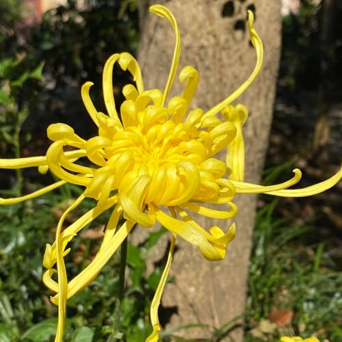 Semi di crisantemo, decorazione del soggiorno decorativi semi di da giardino roccioso semi di serre da balcone vecchie varietà 30pcs