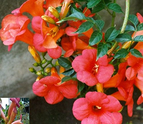 Rote Trompetenblume - Campsis tagliabuana - Madame Galen - Kletterpflanze, zweifarbige Blüte, 40-60 cm