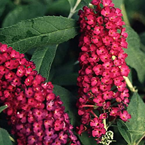 3 x Sommerflieder 'Royal Red' - Buddleja Davidii 40-60 cm im Container - Großen, rot-violetten Rispen