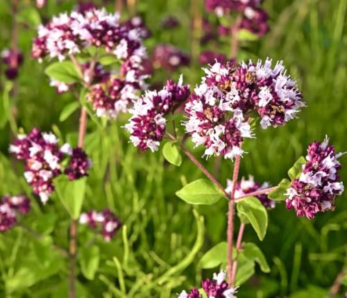 1 Pack of 3200 SEEEDS Oregano Wild Marjoram Purple