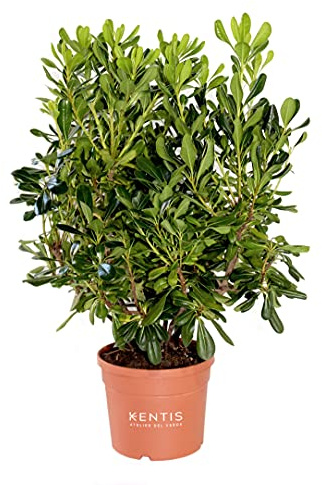 KENTIS - Set di Pittosporum Tobira - Piante da Siepe Vere da Esterno - H 80-100 cm Vaso Ø 24 cm