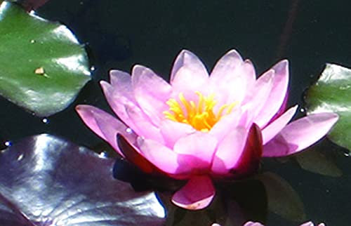 Lincolnshire Pond Plants Ltd - Rose Nymph Water Lily - Live Water Plant Aquatic Pond Lake Marginal - Loose