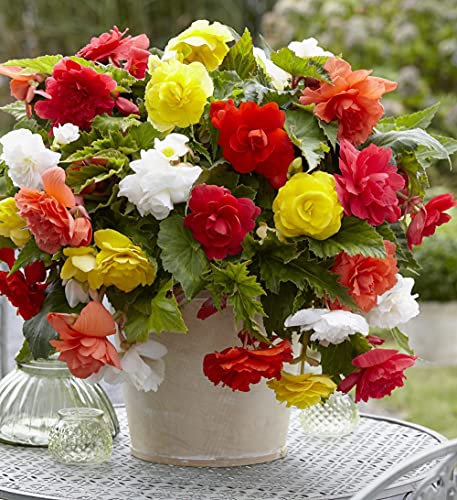 Thompson & Morgan Begonia Tubers Collection Outdoor Half-Hardy Plant for Patio, Borders & Containers, Easy to Grow, 10 x Begonia Tubers (Begonia Pendula Mixed x 10 tubers)
