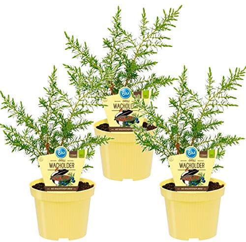 Bio Grill - Wacholder, (Juniperus communis 'Meyer'), bekannter Wacholderstrauch, Pflanzen aus nachhaltigem Anbau