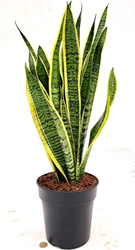 POWERS TO FLOWERS - SANSEVERIA LAURENTII XXL, VASO 21CM DIAMETRO, ALTEZZA 70/80, pianta vera