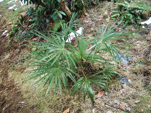 Washington Palme (Washingtonia filifera) 10 frische Samen (Winterharte Palme)