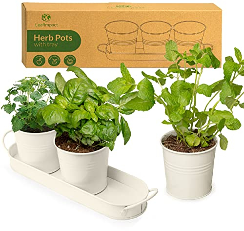 Vasi Erbe Aromatiche per Interni con Vassoio | Fai Crescere Erbe Fresche a Casa | Vasi Davanzali Interni | Aromatiche da Interni per Basilico, Menta, Prezzemolo e Altro