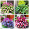 Bulbos de hosta. Planta de follaje resistente al frío, utilizada en patios, balcones, parterres, etc., planta perenne.-A-4bulbos