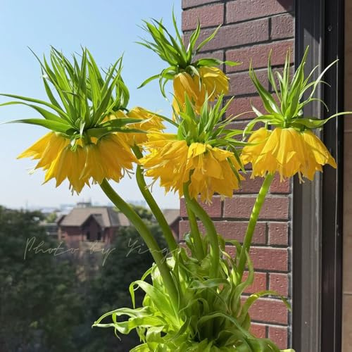 Tuberi di corona imperiale perenni,da giardino,decorazione del soggiorno da balcone,da esterno 12pcs