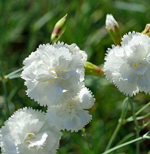 Federnelke Albus Plenus - Dianthus plumarius