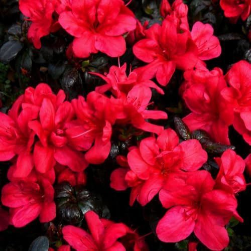 Rhododendron 'Maruschka' - Evergreen Azalea with Vivid Red Flowers - Ideal for Patio Containers - Hardy Shrub – 2X 3 litre Potted Plant by Thompson & Morgan