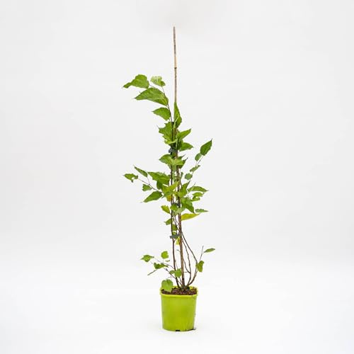 Vivai le Georgiche - Pianta vera di Morus rotundiloba Mojo Berry Morus rotundiloba 'Matsunaga' Gelso nano, Gelso 'Waisei-kirishima-shikinari' - vaso Ø 15 cm - altezza alla vendita 40-60 cm
