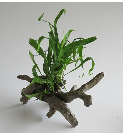 florari Urwaldbaum mit Microsorium pteropus - Javafarn auf Deko-Wurzel