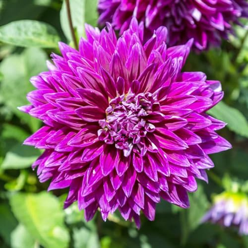 bulbos dalia resistentes primavera bulbos temprana perennes resistentes, 8pcs