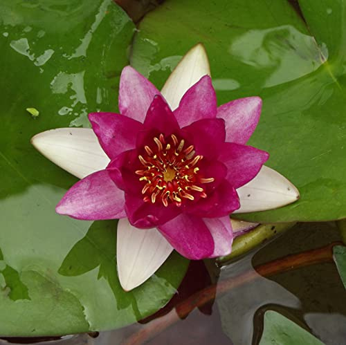Teichpflanzen Seerosen : Nymphaea Seerose Halbzwergseerose  laydekeri Fulgens  winterhart Pflanztiefe bis 50 cm
