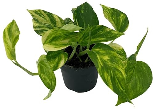 Potho Natural Planta Colgante Resistente y de Riego Moderado
