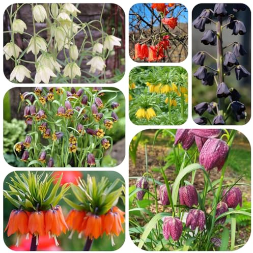 3bulbi imperiali, tuberi di fritillaria decorazione soggiorno, corone imperiali da giardino roccioso, primaverili tappezzante perenne