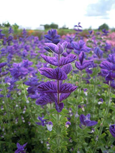 50 Clary Oxford Blue Seeds - Blue Clary Sage - Salvia Viridis - 50 Seeds
