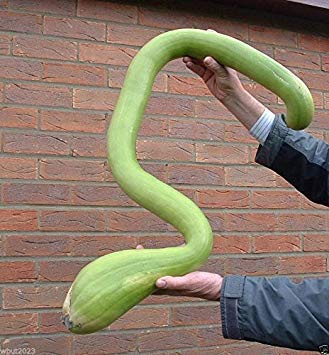 25 Semi di Arrampicata Zucchini, Trombocino, Zucchetta Rampicante, Italiani Posaune Squash