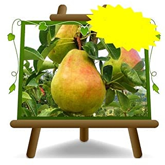 EURO PLANTS VIVAI Poirier William plante fruitière ancienne en pot 26 cm hauteur maximale 180 cm - Âge 4 ans