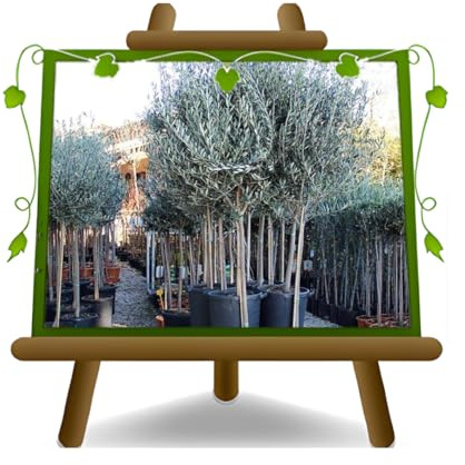 Olivo Ulivo Leccio del Corno Pianta di Ulivo Età 8 Anni | Ulivo produttivo da olio su Vaso Mastello 35 cm Altezza Max 180 cm