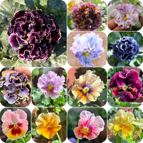 semi di violetta cornuta perenni, semi di farfalle Viola cornuta - resistenti da balcone primaverili copertura da giardino perenni 500pcs