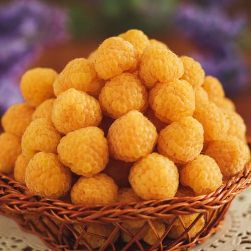lampone, lampone semi da appartamento biologici, aiuole rialzate, luoghi soleggiati biologici ciliegio nano 25pcs