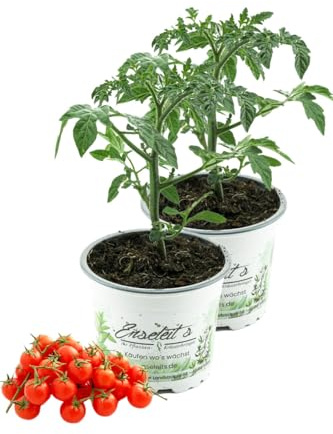 2er Set Wildtomate 'Rote Murmel', frische Tomatenpflanze