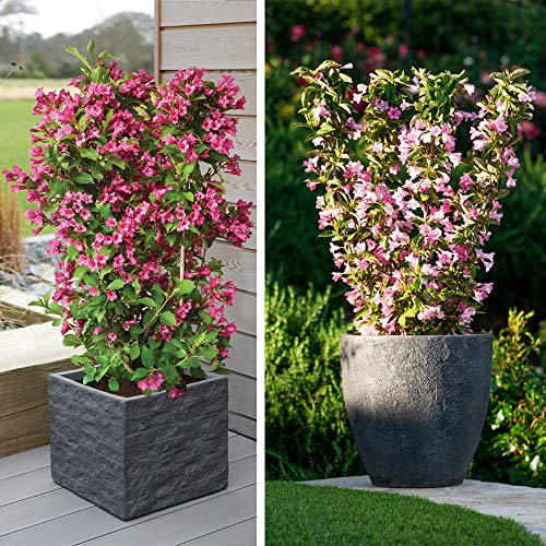 Weigela Towers of Flowers Duo Hardy Shrub 9cm Pot x 2 by Thompson and Morgan