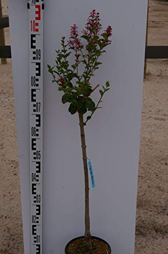 Syringa meyeri Palibin - Zwerg-Duftflieder Palibin - Hochstamm