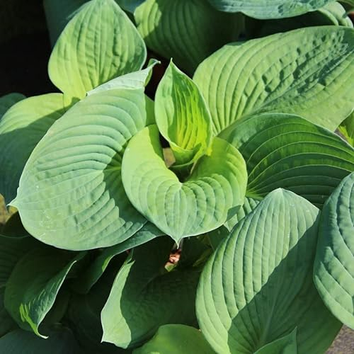 6x Hosta sieboldiana 'Elegans' – Godet 9x9cm | Feuilles épaisses bleu-gris, port majestueux