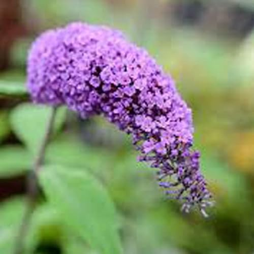 3 x Sommerflieder 'Purple Emperor' - Buddleja Davidii 40-60 cm im Container - Großen Blütenrispen in Rosa und Violettrosa