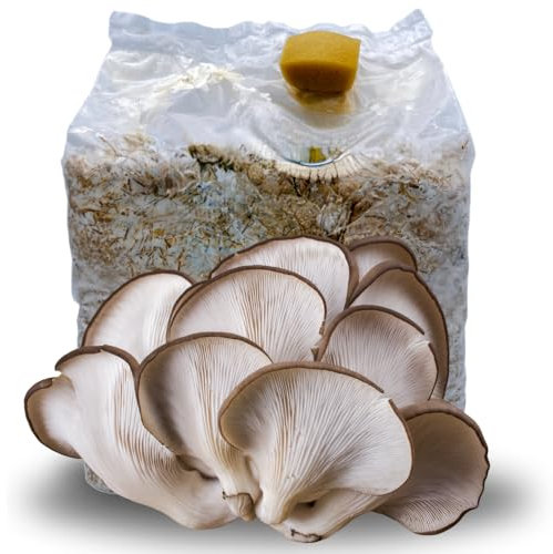 acquaverde | 1 Kit Coltivazione Funghi Pleutorus Ostreatus, Orecchione o Sfiandrina, Fungo Ostrica, Micelio Selezionato di Prima Scelta, Facile Coltivazione, Ballette da 3 Kg